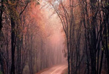 海星体育官网：快船躺升第七！森林狼爆冷遭鹈鹕逆转 锡安29+8制胜球华子29+6.